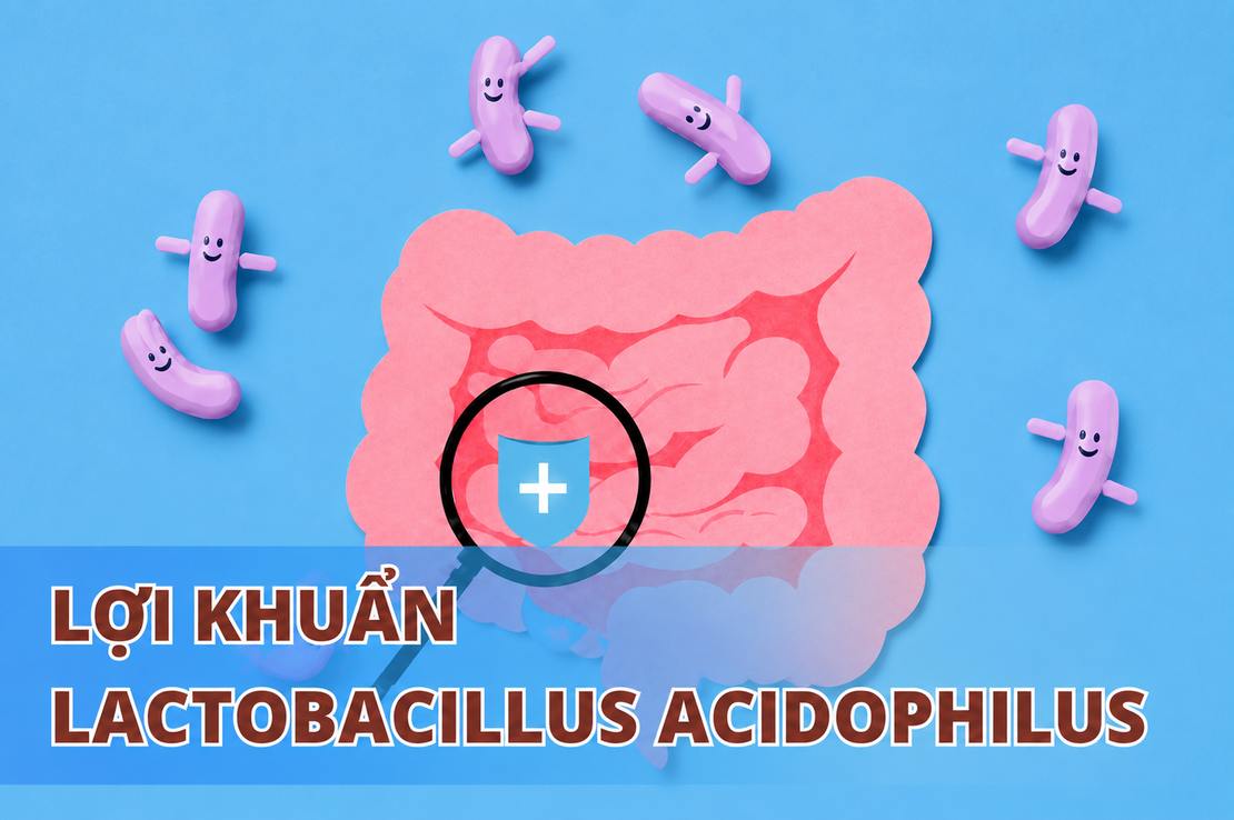 Lợi khuẩn Lactobacillus Acidophilus