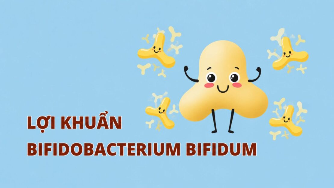 Lợi khuẩn Bifidobacterium Bifidum tại ruột già giúp tăng cường miễn dịch.