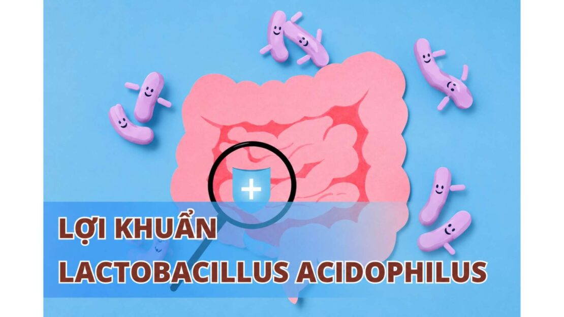 Lợi khuẩn Lactobacillus acidophilus hỗ trợ phân giải lactose tại ruột non.