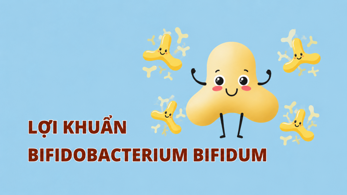 Lợi khuẩn Bifidobacterium Bifidum